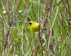 American Goldfinch (m)