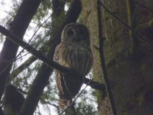 Barred Owl (RM)