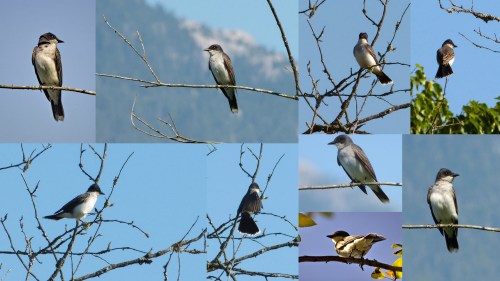 Eastern Kingbird (collage)