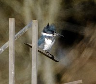Belted Kingfisher (BA)