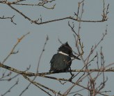 Belted Kingfisher (PS)
