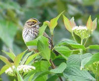 Savannah Sparrow (N&D)