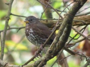 Fox Sparrow (RM)