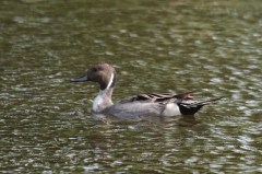 Northern Pintail