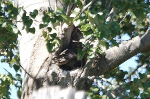 Great Horned Owl (f) in nest hole (PS)