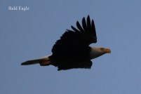 Bald Eagle (TC)