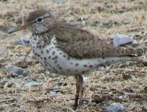Spotted Sandpiper 2 Iona July 10,2011