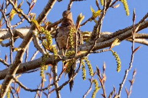Mourning Dove (DM)