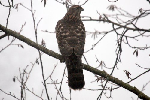 Goshawk