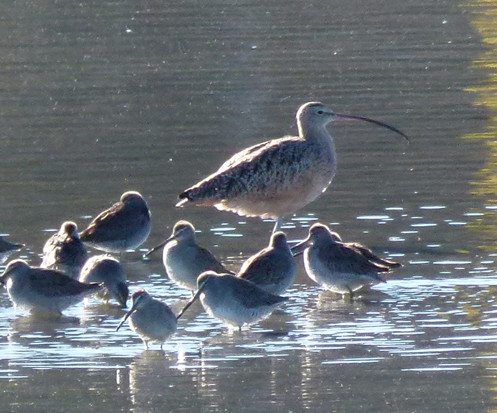 Curlew and Friends