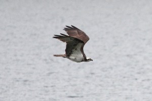 Osprey (Terry Carr Photo)