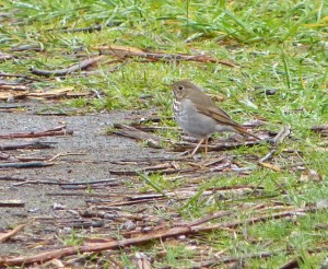 Hermit Thrush (BK)