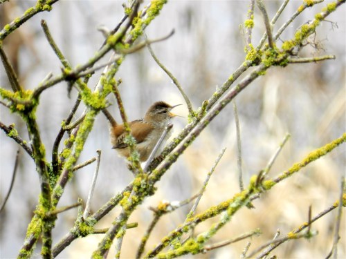 Marsh Wren