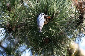 Red-breasted Nuthatch