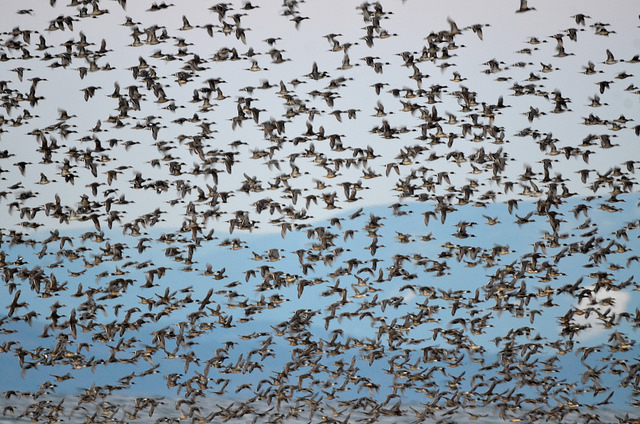 Ducks - mixed flock (GB)