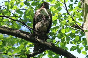 Red-tailed Hawk (TC)