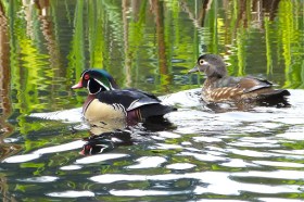 Wood Duck pair