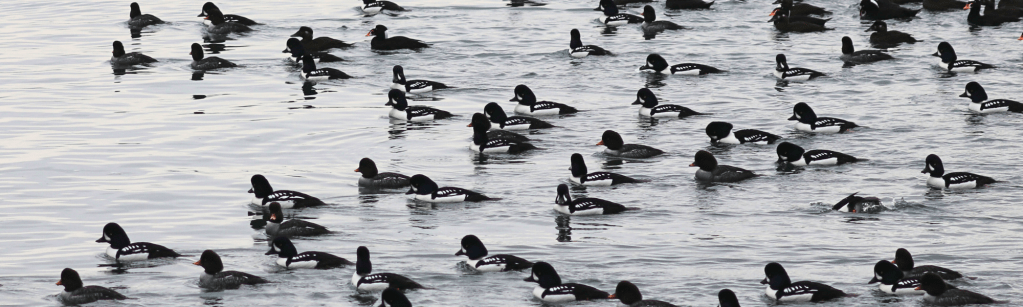 Delta Naturalists Fieldtrip to Stanley Park: Sea Birds & Sea Lions, on Dec 20,&nbsp;2023