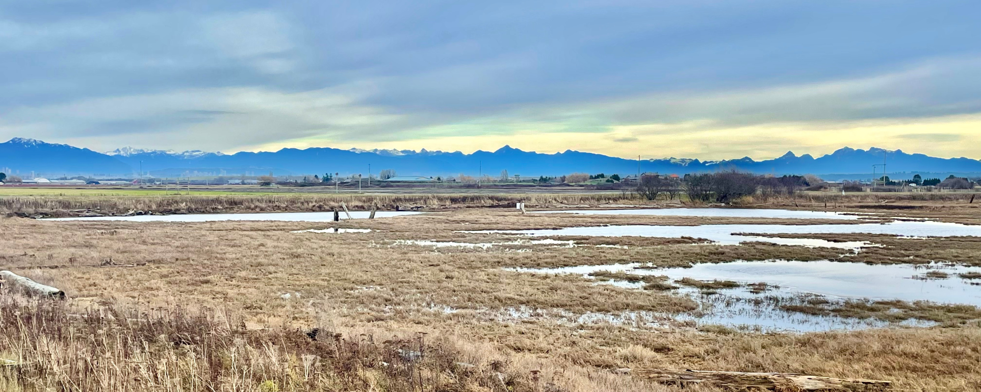 Birdwatching on Boundary Bay Dyke at 64th Street with the Delta Naturalists (December 13, 2023)