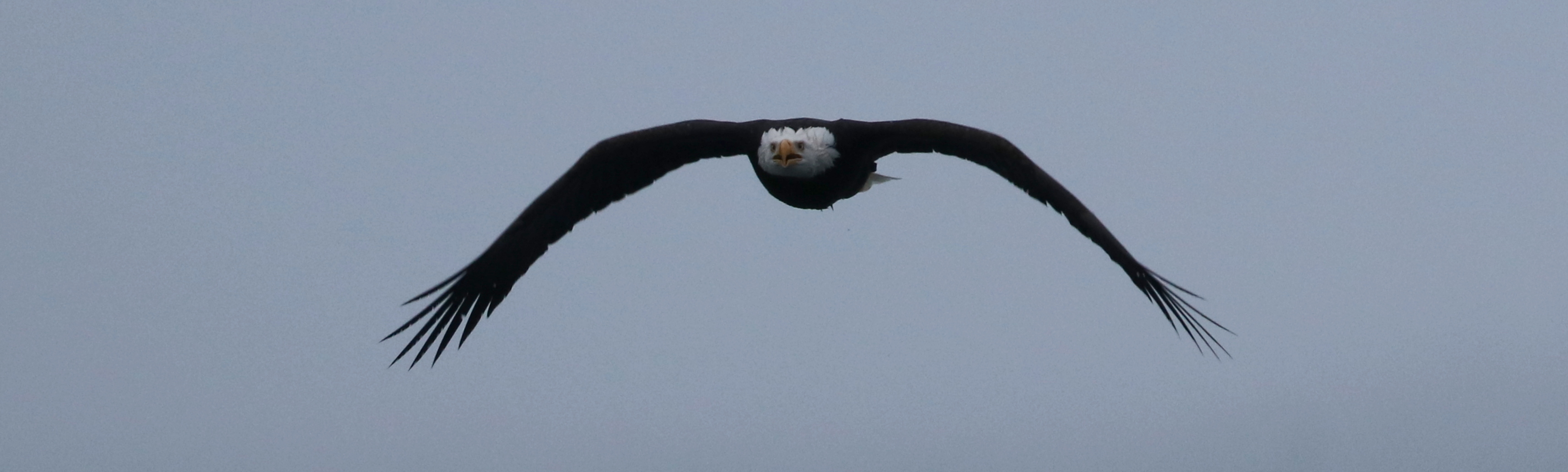 Delta Naturalists Outing to White Rock Pier, Elgin Heritage Park & Blackie Spit on January 23, 2024