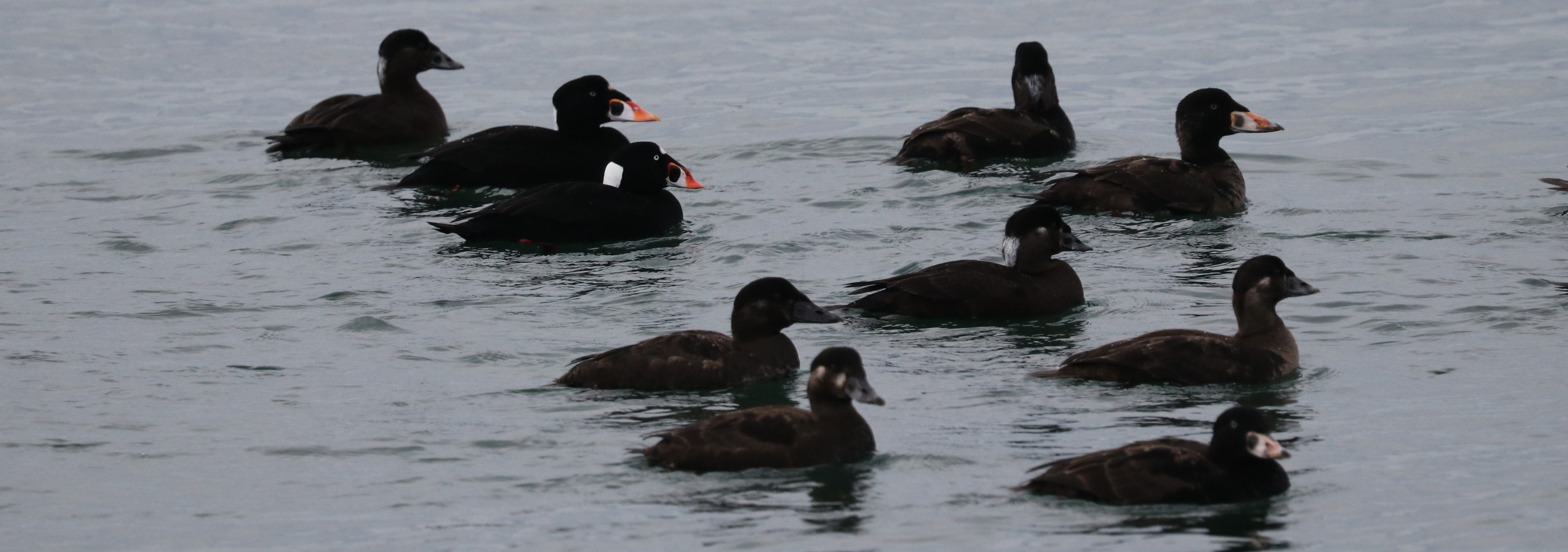 Birding Outing to Blaine with the Delta Naturalists on January 30, 2024
