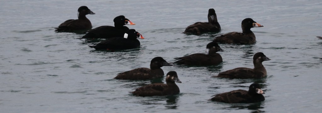 Birding Outing to Blaine with the Delta Naturalists on January 30,&nbsp;2024