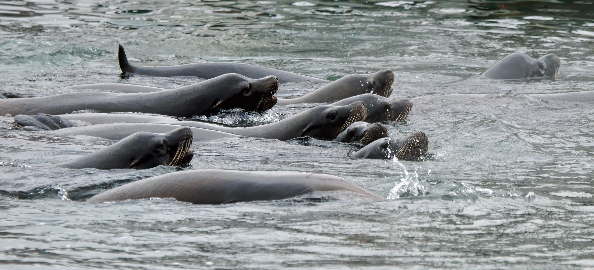 Nature Outing to Stanley Park with the Delta Naturalists, January 10, 2024: Ducks & Sea Lions