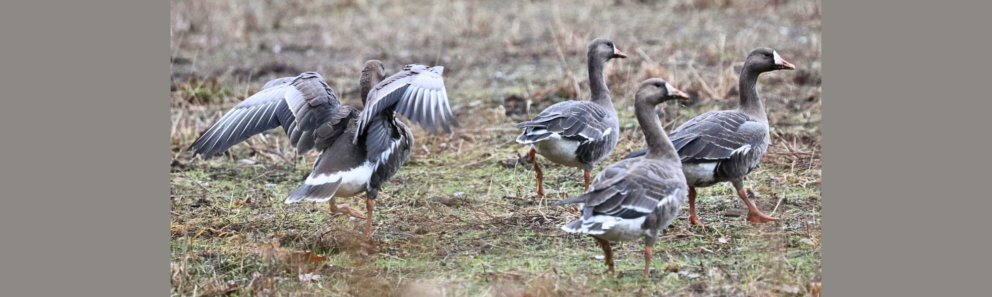 Birding Outing to Serpentine Fen, January 2, 2024: Peregrine Falcon & White-fronted Geese