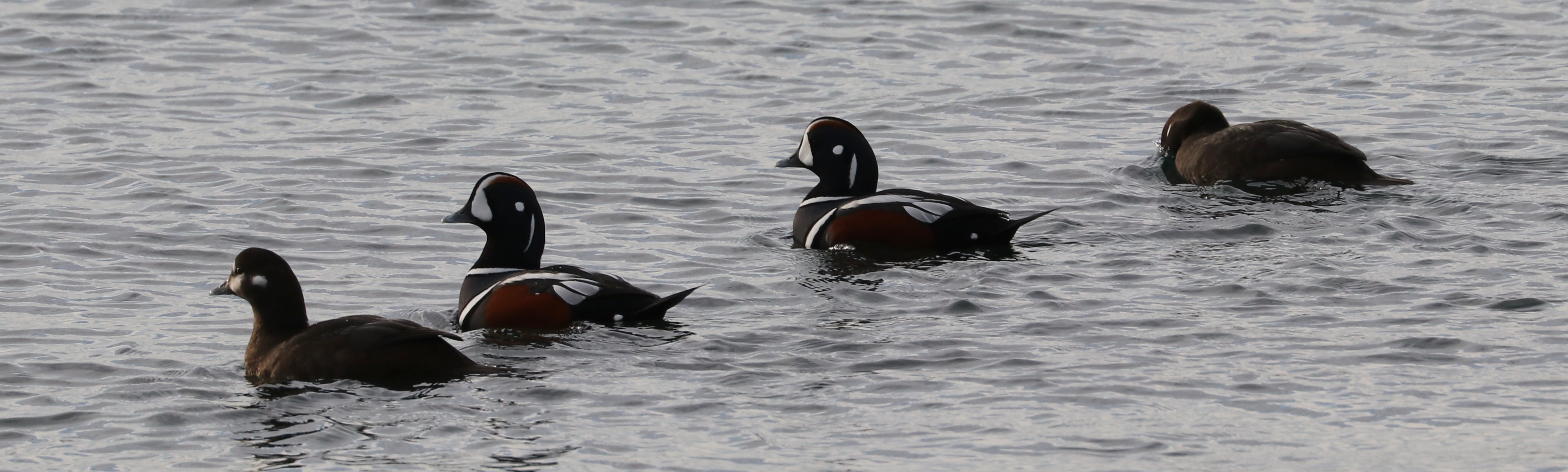 Birding Outing to Point Roberts, USA with Delta Naturalists on January 16, 2024: Seabirds and a Sapsucker