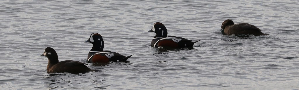Birding Outing to Point Roberts, USA with Delta Naturalists on January 16, 2024: Seabirds and a&nbsp;Sapsucker
