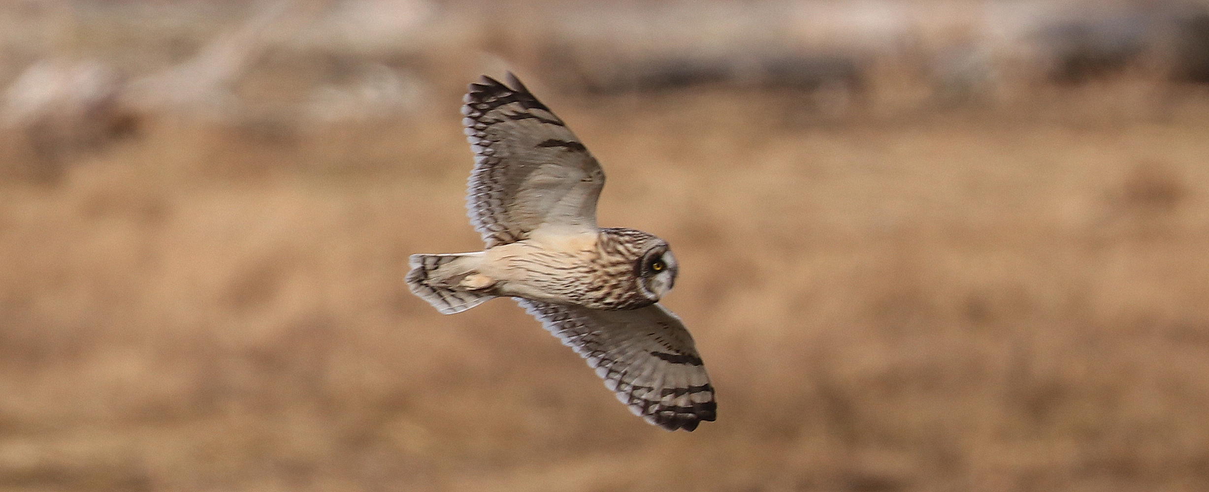 Delta Naturalists Outing to Terra Nova Regional Park on February 6, 2024