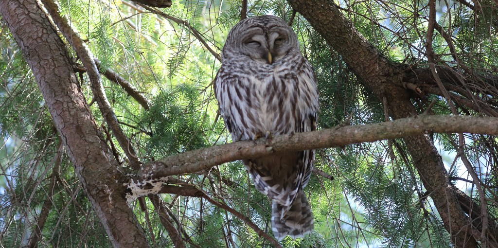 Delta Naturalists Birding Outing to Tsawwassen Ferry Causeway & Reifel Bird Sanctuary on February 13,&nbsp;2024