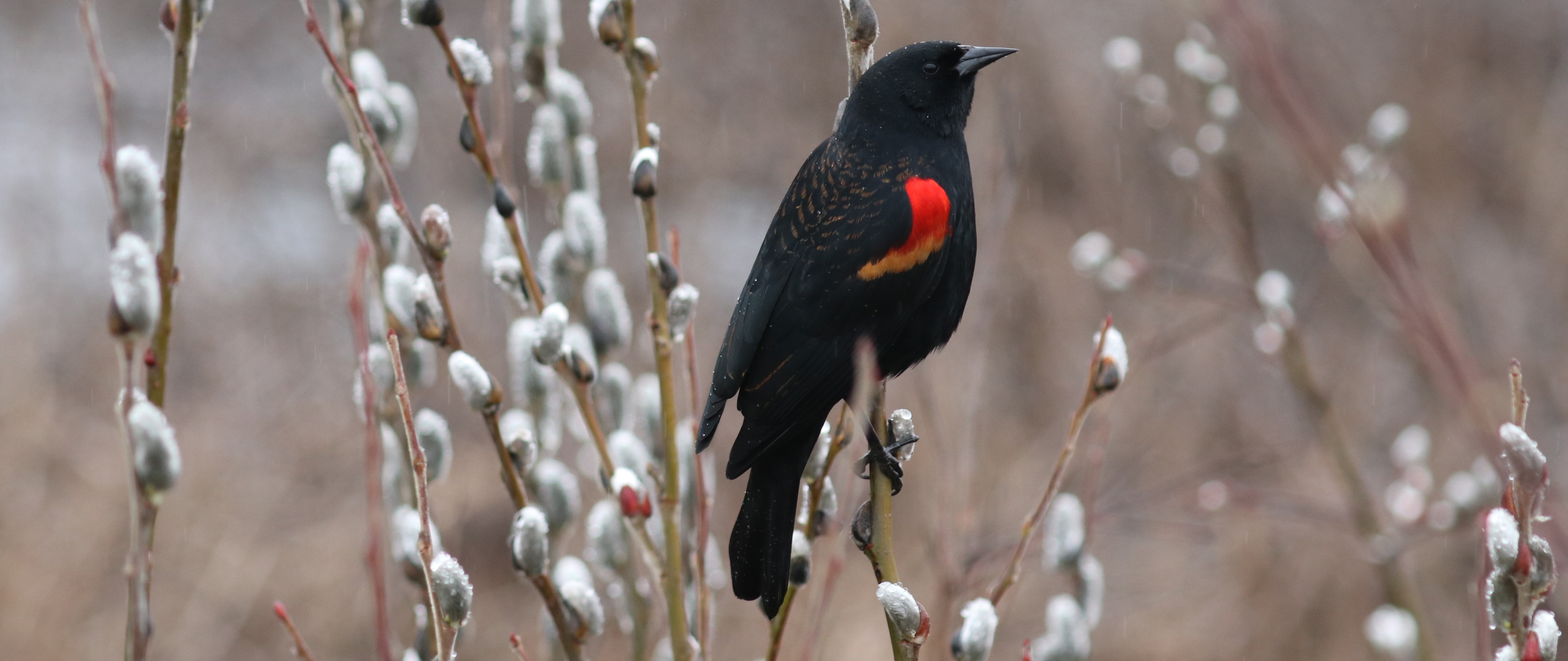 Birding Outing to Iona Beach Regional Park with the Delta Naturalists, February 20, 2024
