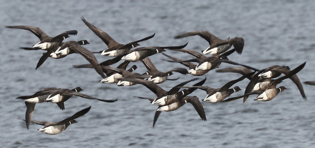 Delta Naturalists Outing to Centennial Beach, February 27, 2024
