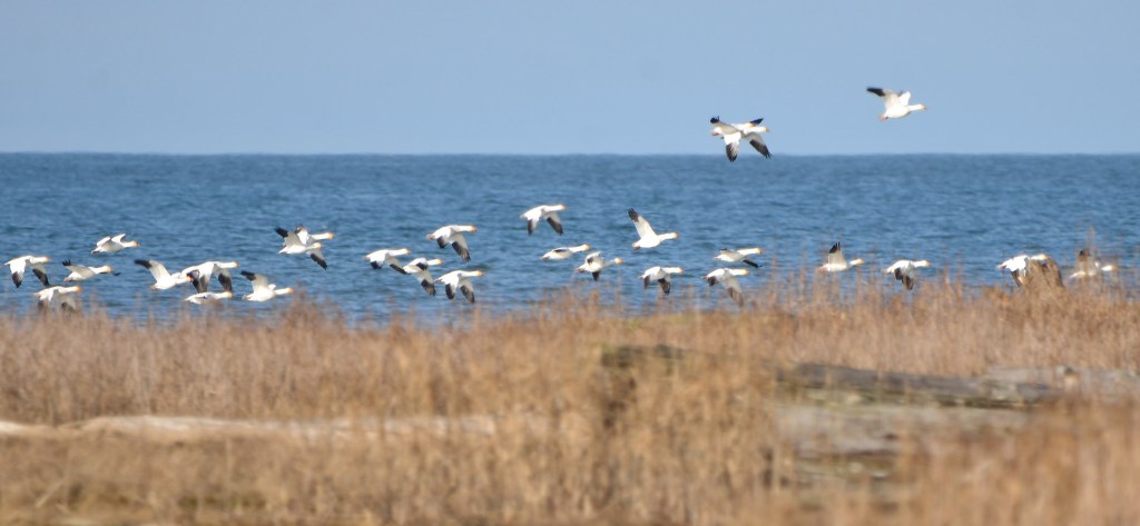 Delta Naturalists Outing to Terra Nova Regional Park on February 7,&nbsp;2024