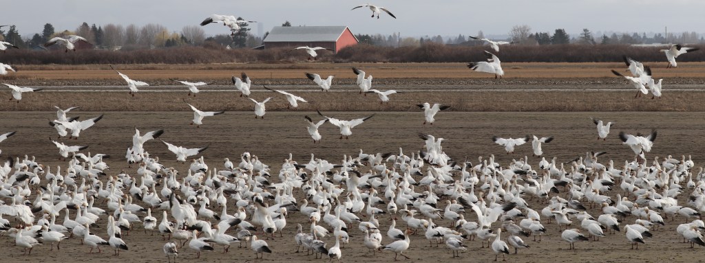 Delta Naturalists Outing to Brunswick Point, March 13, 2024: Snow Geese and a&nbsp;Meadowlark