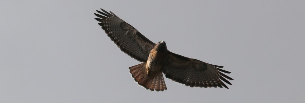 Delta Naturalists Outing to Burnaby Lake, March 5, 2024