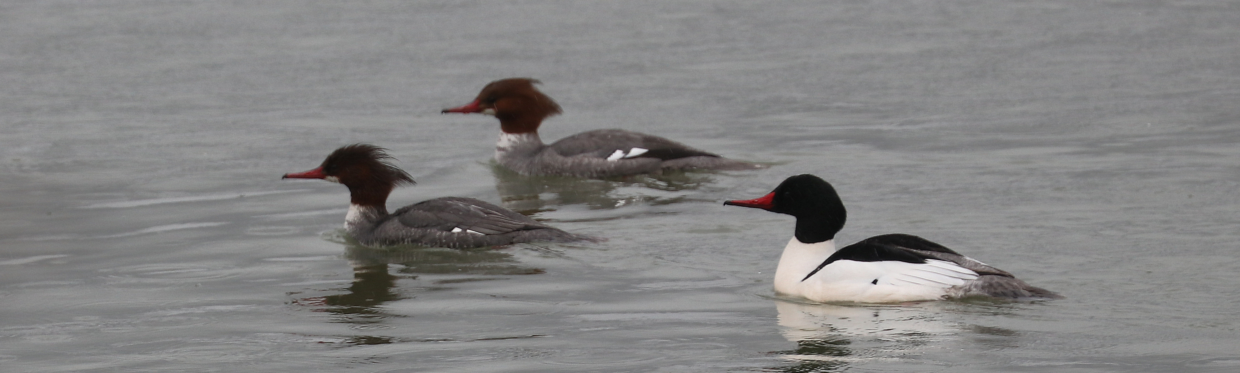 Outing to Deas Island Regional Park with the Delta Naturalists, March 26, 2024