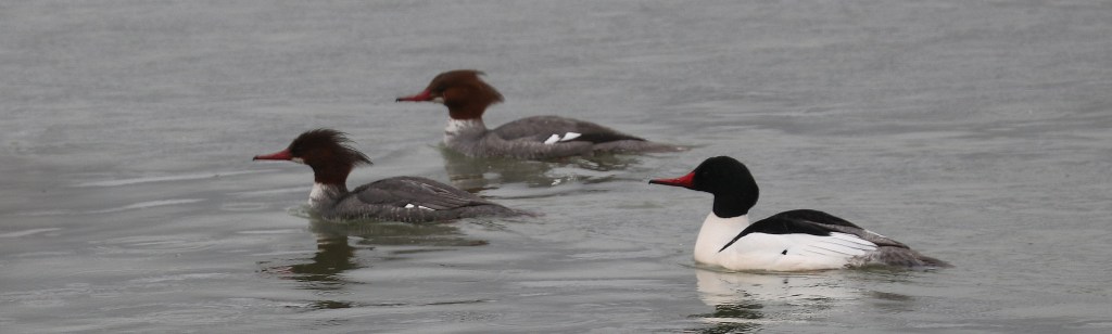 Outing to Deas Island Regional Park with the Delta Naturalists, March 26,&nbsp;2024