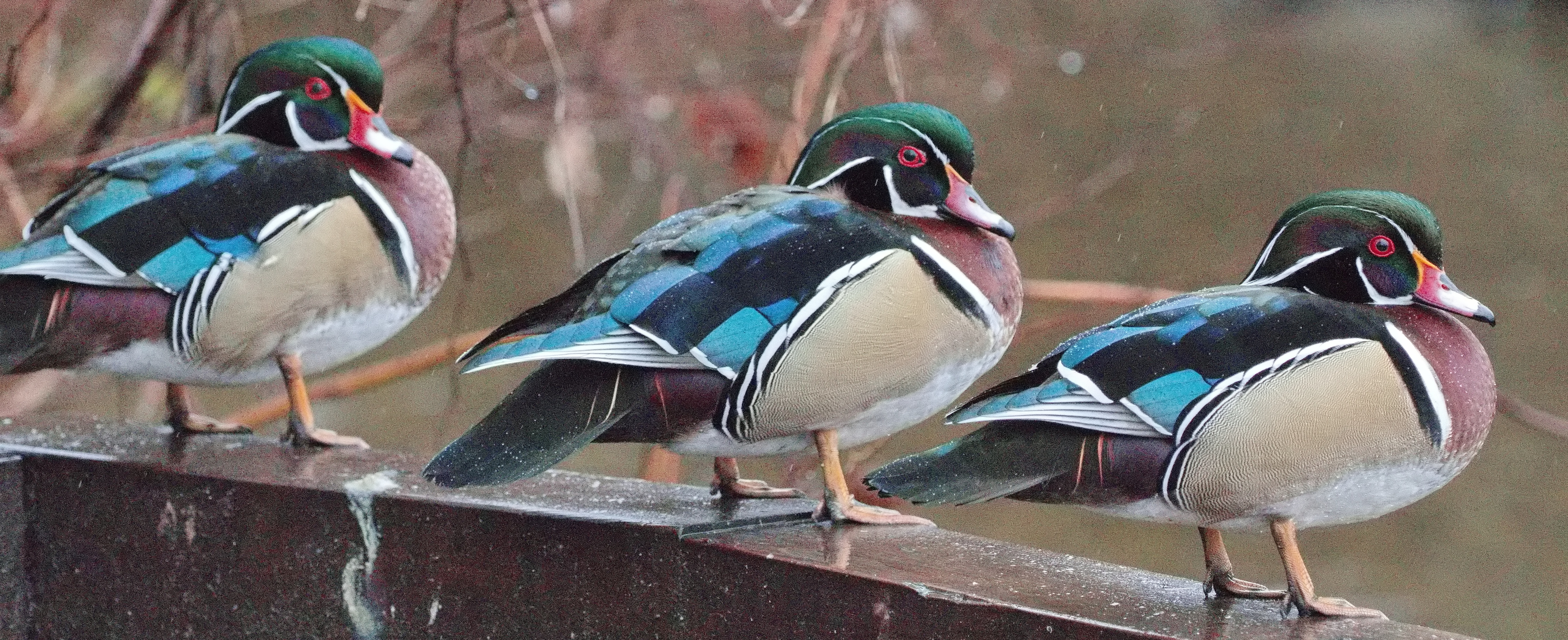 Delta Naturalists Outing to Burnaby Lake, March 2, 2024