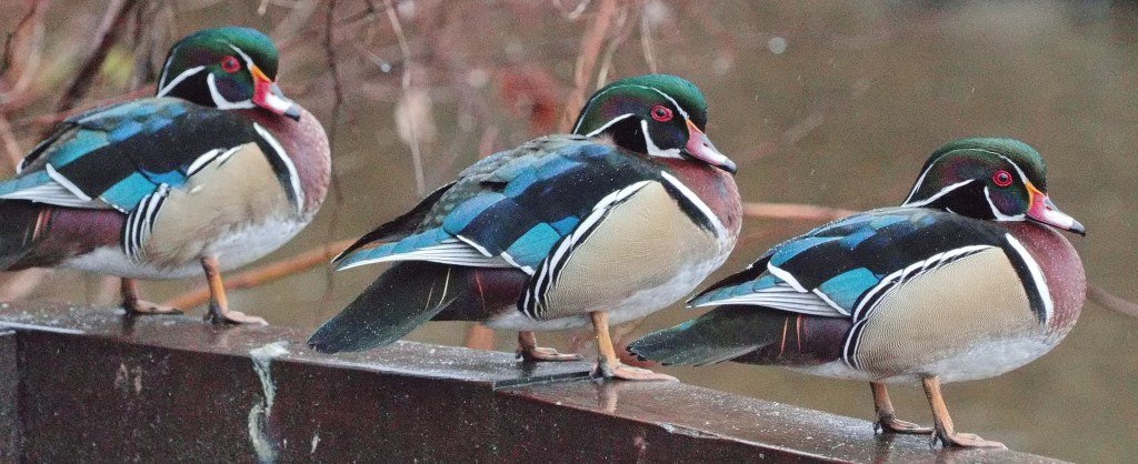 Delta Naturalists Outing to Burnaby Lake, March 2,&nbsp;2024