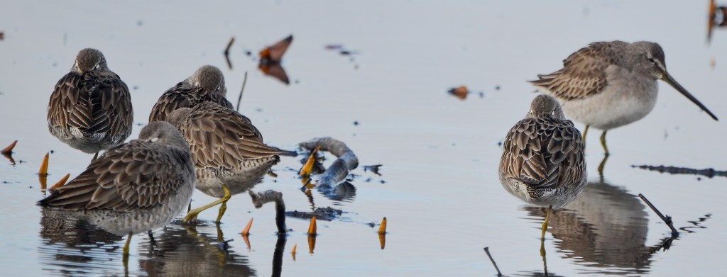 Delta Naturalists Outing to Burnaby Lake, March 6,&nbsp;2024