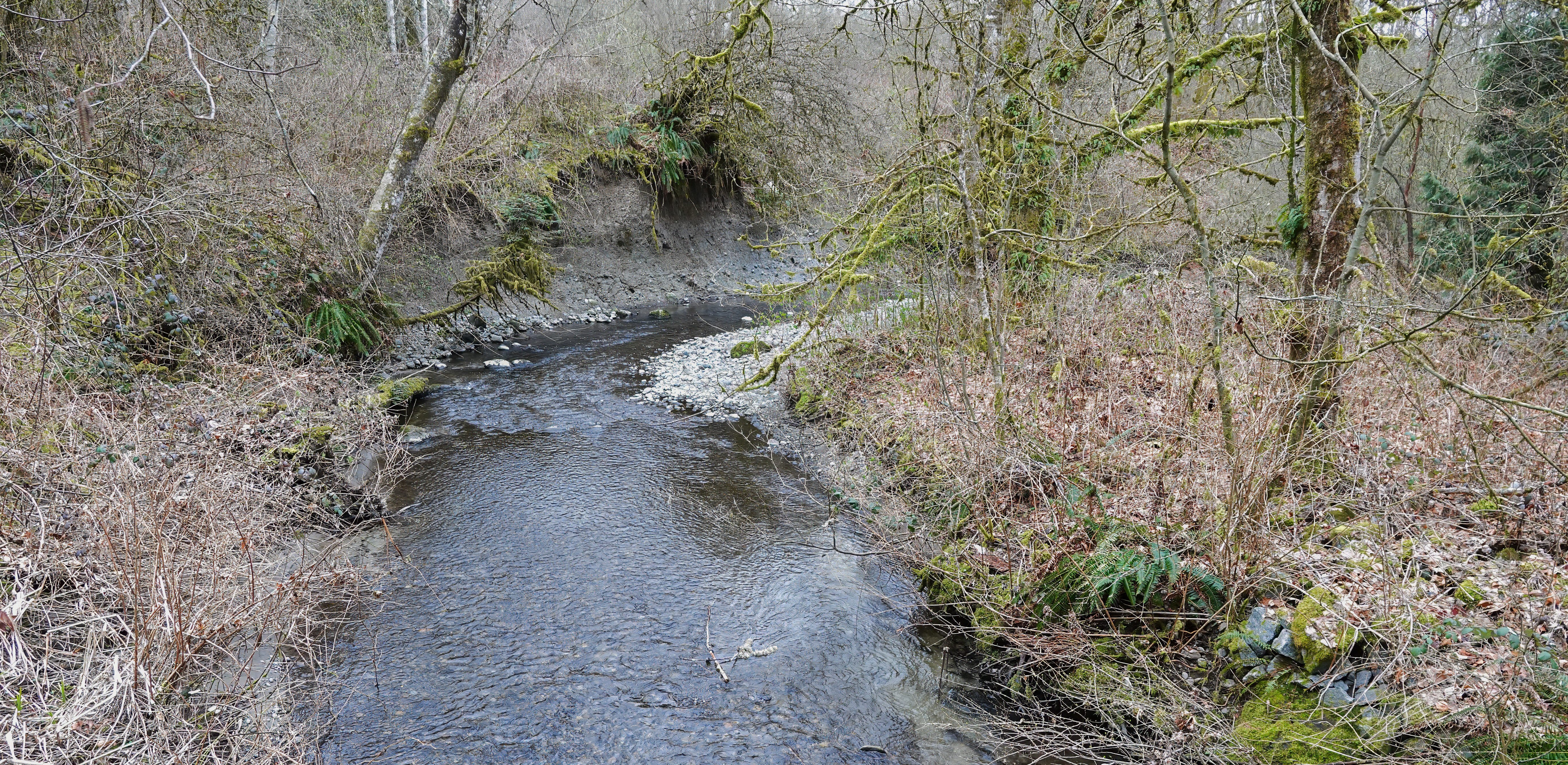 Delta Naturalists Outing to Tynehead Regional Park, March 20, 2024