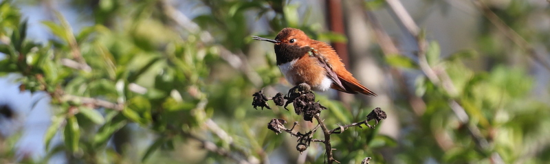 Delta Naturalists Outing to North 40 Park Reserve, April 9, 2024