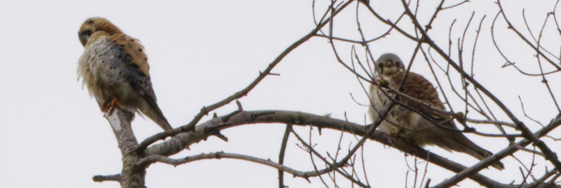 Delta Naturalists Outing to Point Roberts, April 2, 2024