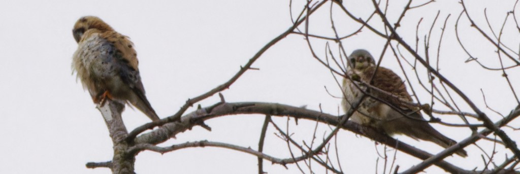 Delta Naturalists Outing to Point Roberts, April 2,&nbsp;2024