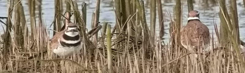 Delta Naturalists Outing to Ladner Harbour Park, April 6,&nbsp;2024