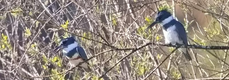 Delta Naturalists Outing to Brydon Lagoon & Hi-Knoll Park, April 13,&nbsp;2024