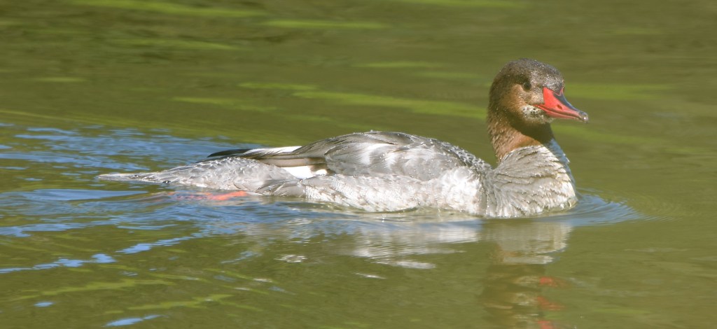 Delta Naturalists Outing to Brydon Lagoon & Hi-Knoll Park, April 17,&nbsp;2024