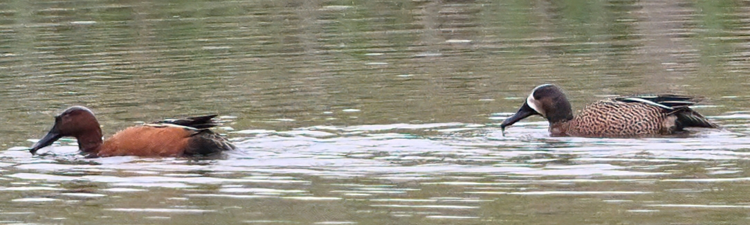 Delta Naturalists Outing to Tsawwassen Ferry Causeway & Reifel Bird Sanctuary, April 24, 2024